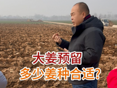 大姜预留多少姜种合适 ()