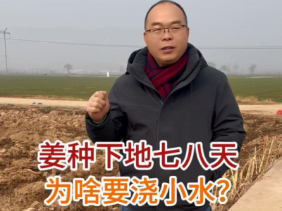 姜种下地七八天为啥要浇小水 ()