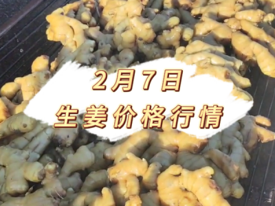 2月7日 生姜价格行情 ()