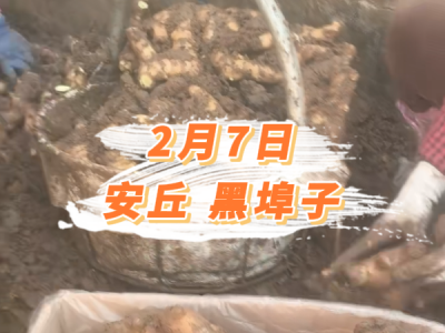 2月7日 安丘黑埠子价格行情 ()