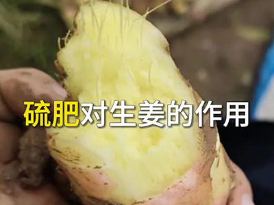 硫肥对生姜的作用 ()