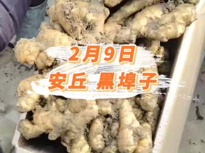 2月9日 安丘黑埠子价格行情 ()