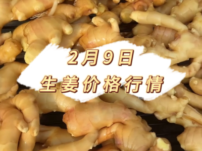 2月9日 生姜价格行情 ()