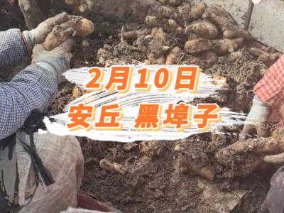 2月10日 安丘黑埠子价格行情 ()