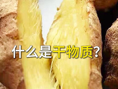 什么是干物质？ ()