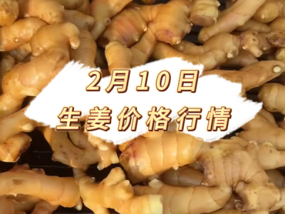 2月10日 生姜价格行情 ()