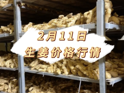 2月11日 生姜价格行情 ()