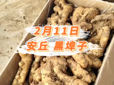2月11日 安丘黑埠子价格行情 ()