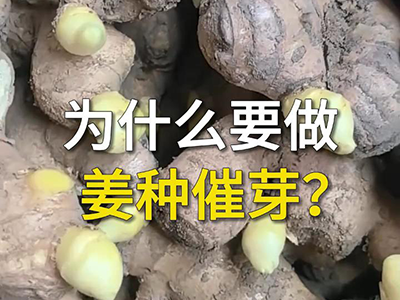 为什么要做姜种催芽？ ()