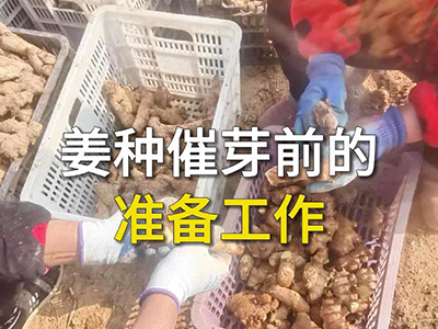 姜种催芽前的准备工作 ()