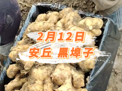 2月12日 安丘黑埠子价格行情 ()