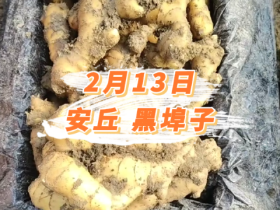 2月13日 安丘黑埠子价格行情 ()