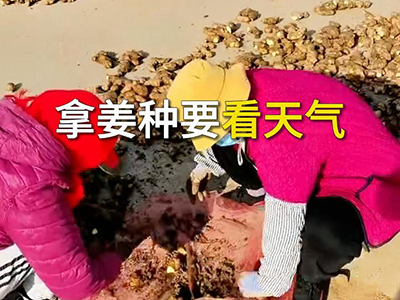 拿姜种要看天气 ()