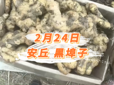 2月24日 安丘黑埠子价格行情 ()