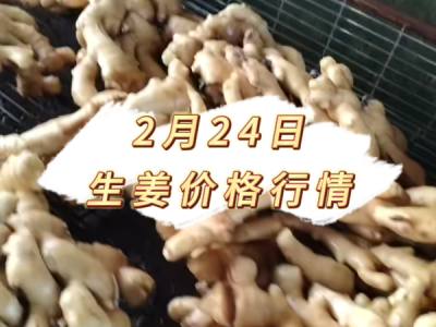 2月24日 生姜价格行情 ()
