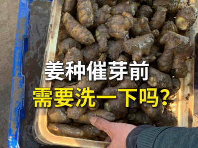 姜种催芽前需要洗一下吗？ ()