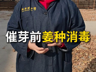 催芽前姜种消毒 ()