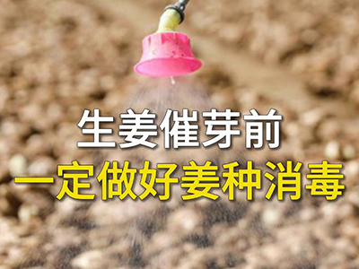生姜催芽前一定做好姜种消毒 ()