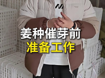 姜种催芽前准备工作 ()