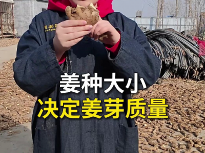 姜种大小决定姜芽质量 ()