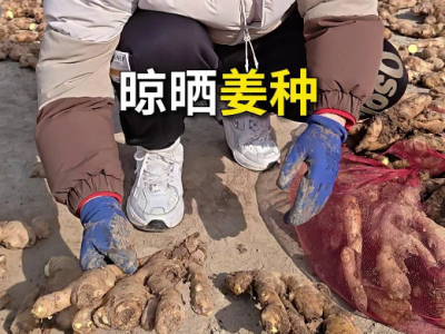 晾晒姜种 ()