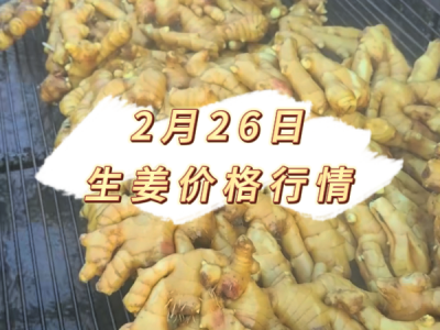 2月26日 生姜价格行情 ()