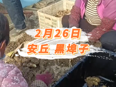 2月26日 安丘黑埠子价格行情 ()