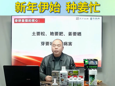 新年伊始 种姜忙 ()