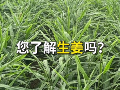 您了解生姜吗？ ()