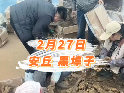 2月27日 安丘黑埠子价格行情 ()