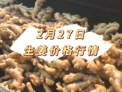 2月27日 生姜价格行情 ()