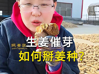 生姜催芽如何掰姜种？ ()