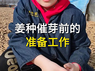 姜种催芽前的准备工作 ()