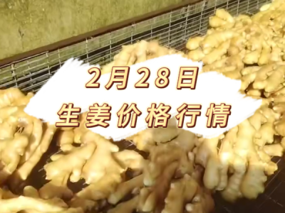 2月28日 安丘黑埠子价格行情 ()