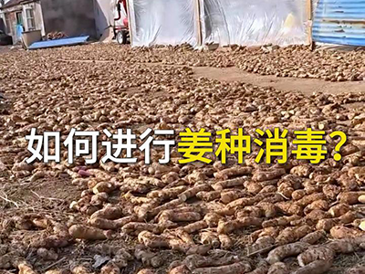 如何进行姜种消毒？ ()