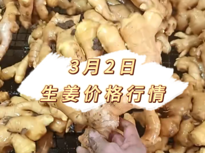 3月2日 生姜价格行情 ()