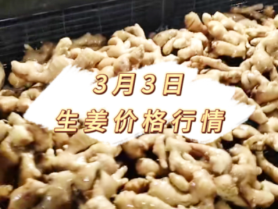 3月3日 生姜价格行情 ()