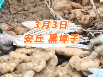 3月3日 安丘黑埠子价格行情 ()