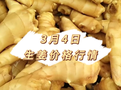 3月4日 生姜价格行情 ()