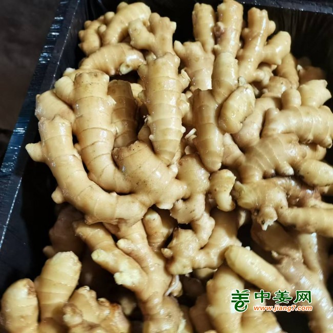 姜种培育基地，姜种价格，小黄姜批发，大黄姜，姜巴