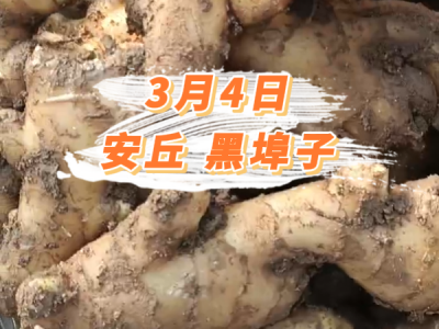 3月4日 安丘黑埠子价格行情 ()