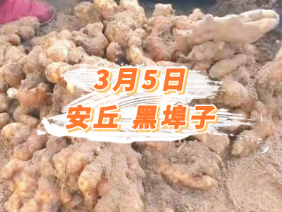 3月5日 安丘黑埠子价格行情 ()