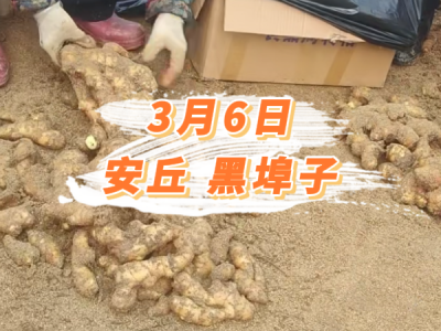 3月6日 安丘黑埠子价格行情 ()