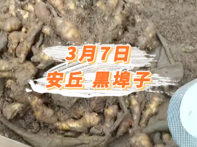 3月7日 安丘黑埠子价格行情 ()
