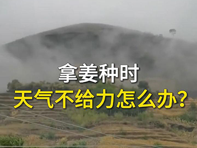 拿姜种天气不给力怎么办？ ()