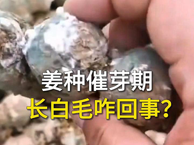 姜块催芽期长白毛咋回事？ ()