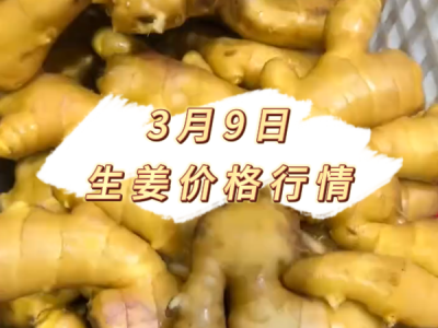 3月9日 生姜价格行情 ()