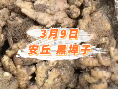3月9日 安丘黑埠子价格行情 ()