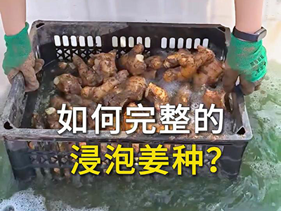 如何完整的浸泡姜种？ ()