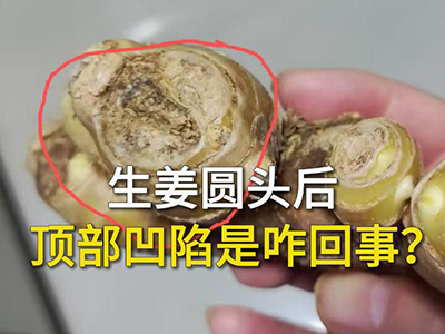生姜圆头后顶部凹陷是咋回事？ ()